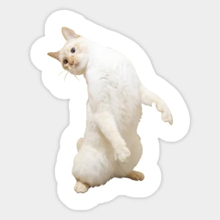 Funny cute cats sticker Sticker